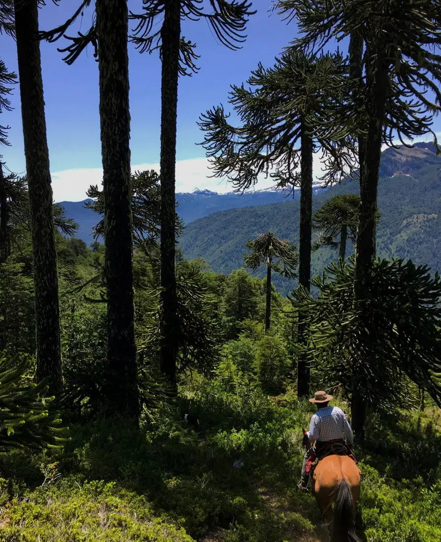 Pucón, Naturaleza y Adrenalina